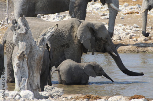stado słoni stojące w wodzie podczas wodopoju © KOLA  STUDIO