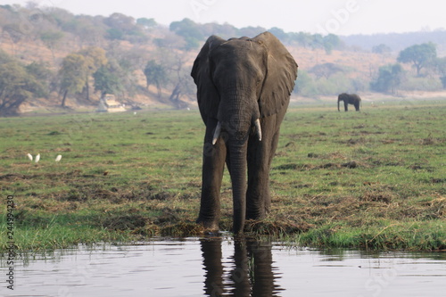 afrykański słoń przy wodopoju w mglisty poranek