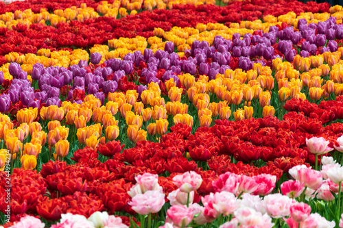 Multicolored Tulips Field © Emilian