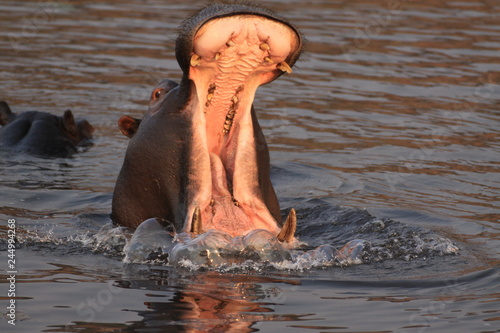 ziewający hipopotam stojący w wodzie © KOLA  STUDIO