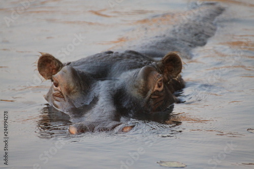 hipopotam wystawiający czubek głowy z wody o zachodzie słońca © KOLA  STUDIO