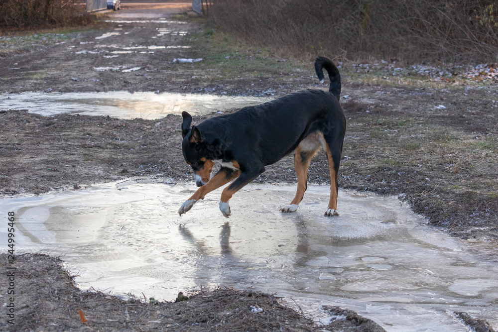 A big homeless dog stands on the ice of a winter frozen water, Appenzeller Mountain Dog A big homeless dog stands on the ice of a winter frozen water, Appenzeller Mountain Dog