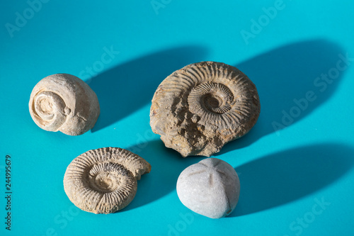 Fotografie fossils on blue