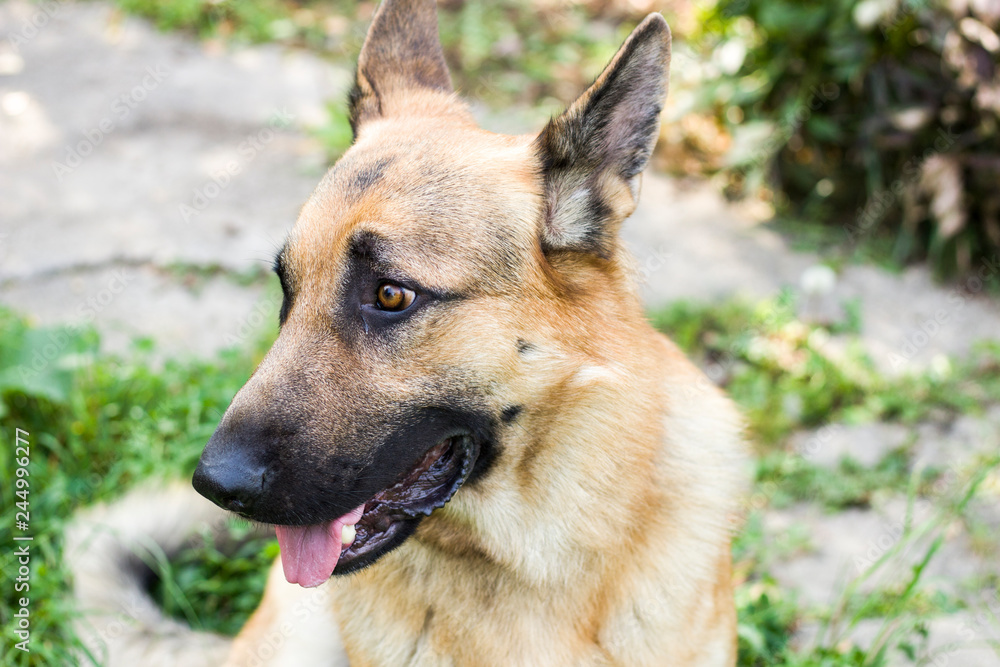 Cute puppy in the fall walks in nature. Healthy wool and healthy dog food. Pet Shop. Walk in the city park with a pet. Beauty and harmony Cute puppy in the fall walks in nature. Healthy wool and healthy dog food. Pet Shop. Walk in the city park with a pet. Beauty and harmony