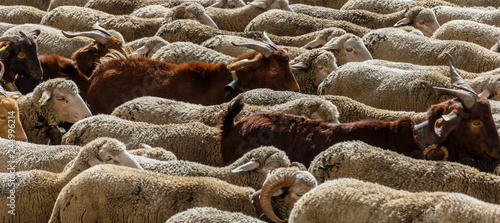 MADRID, SPAIN, October 21, 2018 Calle Alcalá. Festival of transhumance 2018. Flock of sheep.