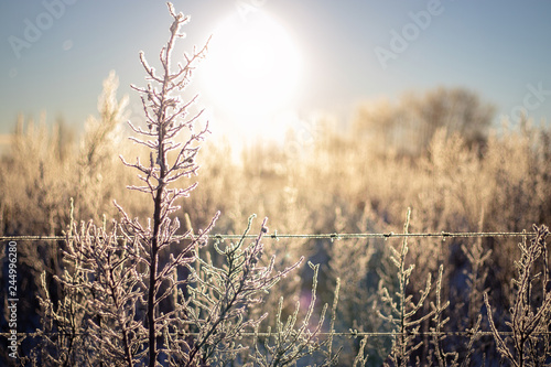 Farm brush covered in a thin layer of frost with bright sky and background