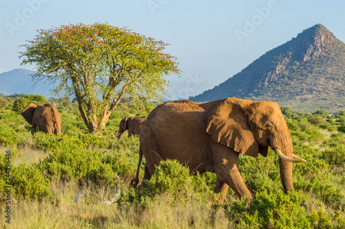 Three elephants in the savannah of Samburu