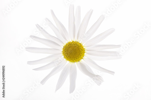 Fototapeta Naklejka Na Ścianę i Meble -  Delicate flower of the field camomile on a white background