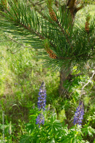 pine and flowers