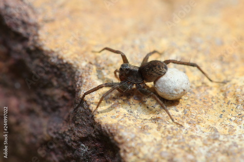 Wolf spider female carrying her egg sac on her spinnerets.