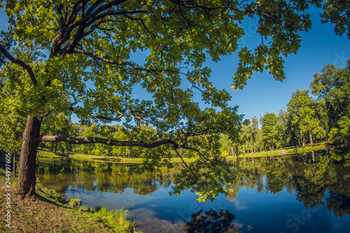 Fototapeta Naklejka Na Ścianę i Meble -  Large green oak. Grove in city park with pond. distortion perspective fisheye lens