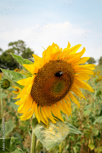 Fototapeta Naklejka Na Ścianę i Meble -  Sonnenblume, Details einer Sonnenblume 