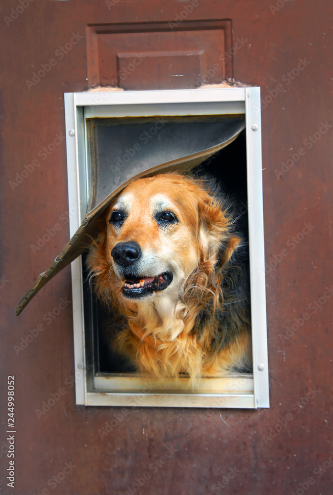 Fixer Upper