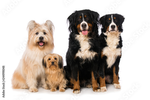 Four dogs isolated on white background and looking to the camera