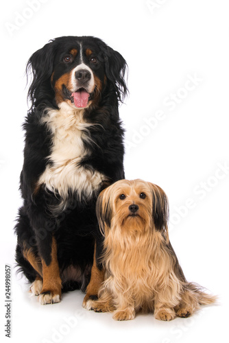 Photography Two dogs isolated on white background