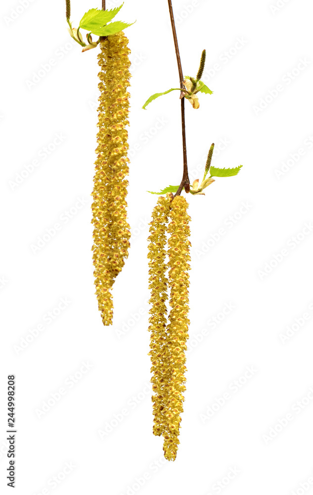Obraz premium Wiosenne gałązki brzozy z młodymi liśćmi i baziami