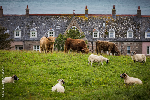 Bild auf Leinwand Cows and Sheep Near Iona Island Bishops House