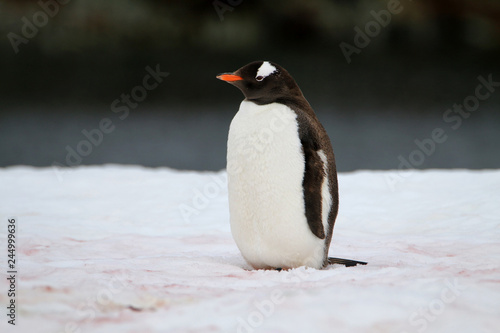 samotny pingwin stojący na śniegu przodem