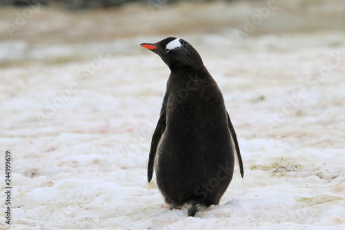 samotny pingwin stojący na śniegu tyłem