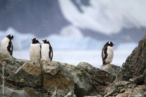 pingwiny stojące na skałach z lodowcem w tle w naturalnych warunkach na antarktydzie