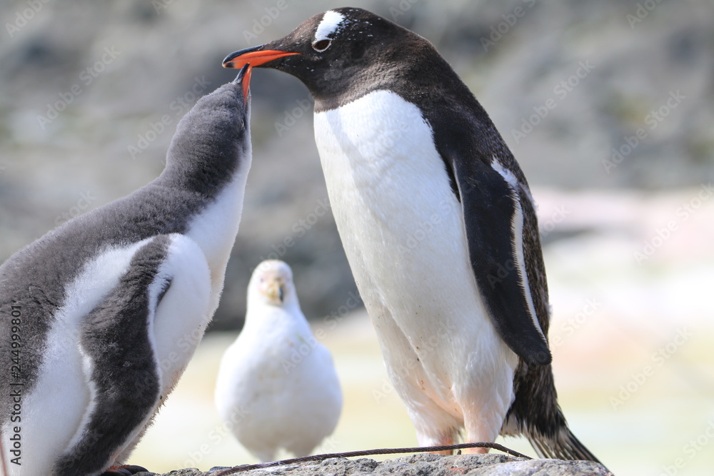 samica pingwina karmiąca młode - obrazy, fototapety, plakaty 