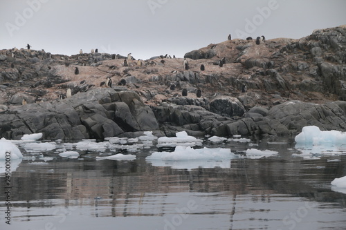 pingwiny na wolności w naturalnym środowisku stojące na skalach i śniegu u wybrzeży antarktydy