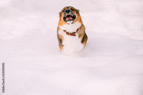 Funny Mixed Breed Dog Playing Running In Snowy Snowdrift In Winter Park