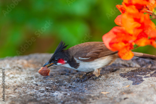 Red-whiskered bulbul (Pycnonotus jocosus) looks for food in the native habitat, Mauritius island. Selective focus.