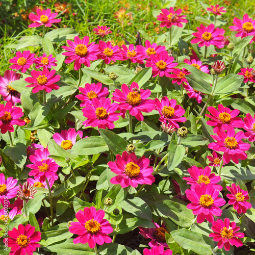 Beautiful background of bright garden flowers. © alinamd