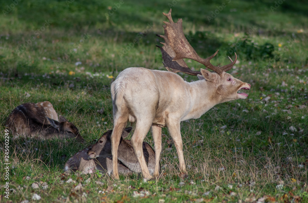 Brünftiger Damhirsch (Dama dama)