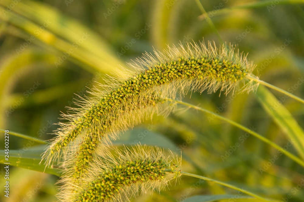 Flower in the morning sun