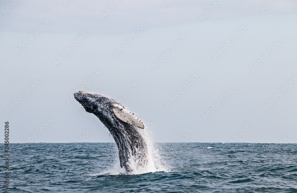 Fototapeta premium Humpback whale blowing up from the sea surface to the sky in the pacific ocean