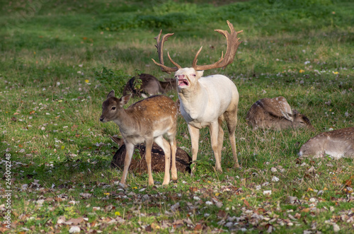 Weißer Damhirsch in der Brunft © Guntar Feldmann