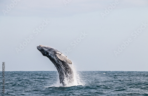 Humpback whale blowing up from the sea surface to the sky in the pacific ocean © Luciana C. Funes D