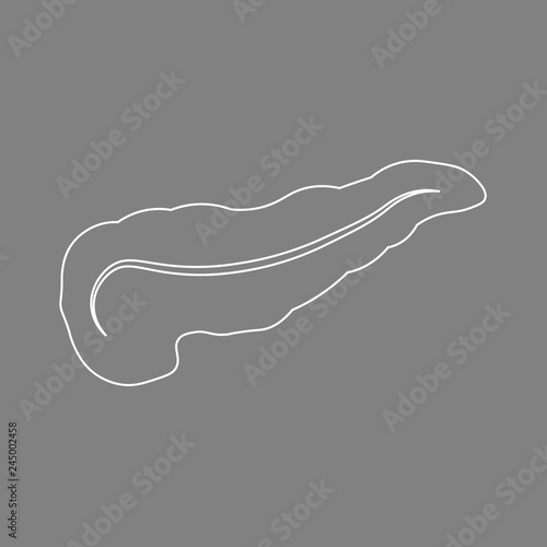 Vector isolated illustration of pancreas anatomy. Contour of the pancreas on a gray background. Medical illustration