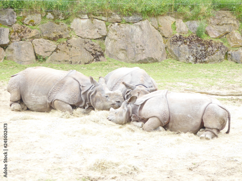 Fototapeta premium zoo 24