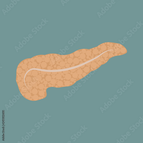 Vector isolated illustration of pancreas anatomy. Human digestive system icon.