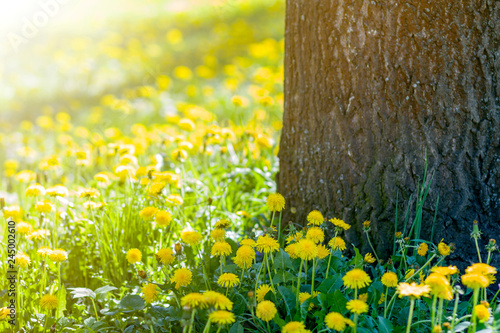 Beautiful spring or summer wild forest or park on bright sunny day. Thick big tree trunk and lavishly blooming yellow flowers on blurred green foliage bokeh background. Beauty of nature concept.