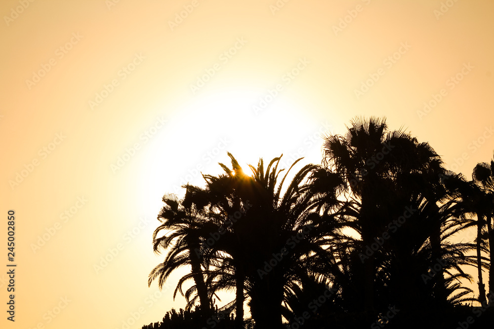Palm tree silhouettes lighted by the sun (with sun beam) on a bright day with free space for text or illustrations (Gran Canaria, Spain, Europe)