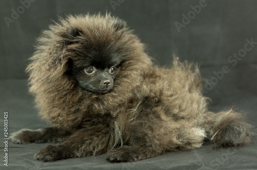 Pomeranian Black Puppy