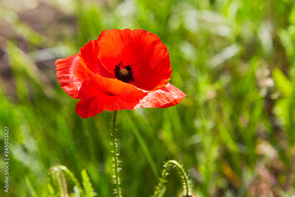 Red poppy blossom on wild field with selective focus. Natural drugs. Lonely poppy. Soft focus blur Red poppy blossom on wild field with selective focus. Natural drugs. Lonely poppy. Soft focus blur