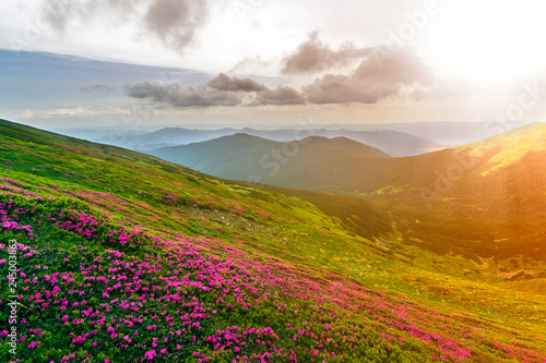 Canvas Print Beautiful view of pink rhododendron rue flowers blooming on mountain slope with foggy hills with green grass and Carpathian mountains in distance with dramatic clouds sky