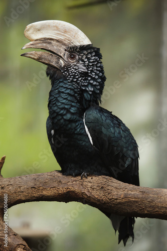 Silvery-cheeked hornbill (Bycanistes brevis). photo