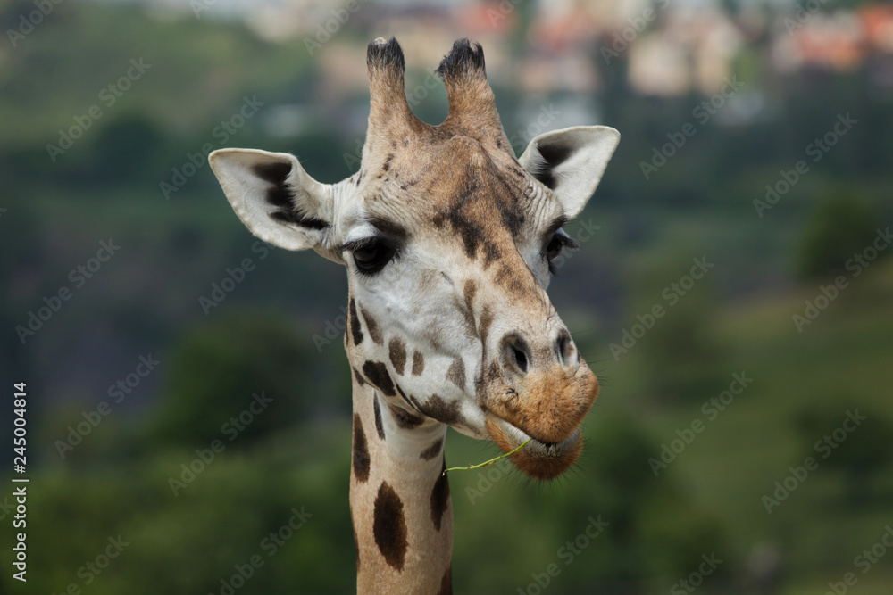 Naklejka premium Rothschild's giraffe (Giraffa camelopardalis rothschildi).