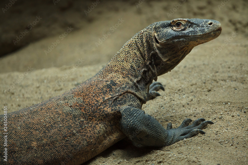 Obraz premium Komodo dragon (Varanus komodoensis).