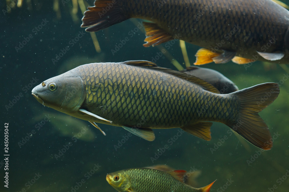 Wild common carp (Cyprinus carpio) Wild common carp (Cyprinus carpio)