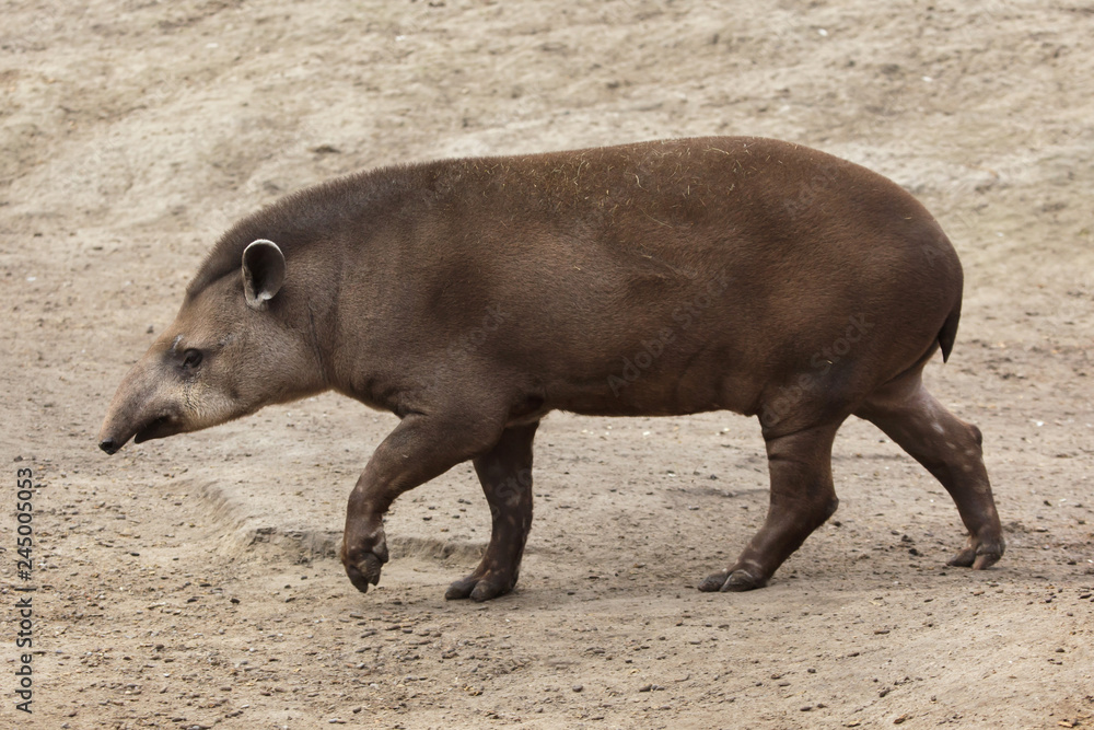 South American tapir (Tapirus terrestris), also known as the Brazilian tapir. South American tapir (Tapirus terrestris), also known as the Brazilian tapir.