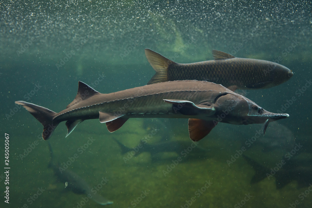 Fototapeta premium Siberian sturgeon (Acipenser baerii)