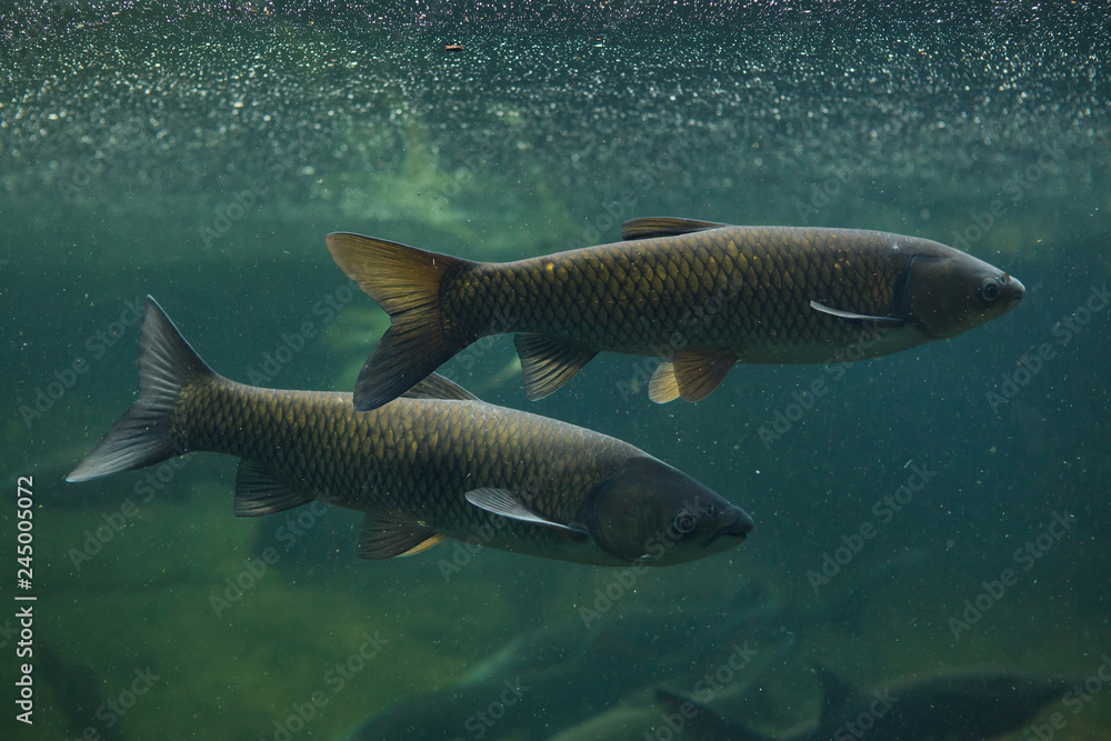 Grass carp (Ctenopharyngodon idella) Grass carp (Ctenopharyngodon idella)