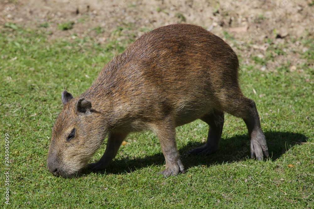 Capybara (Hydrochoerus hydrochaeris). Capybara (Hydrochoerus hydrochaeris).